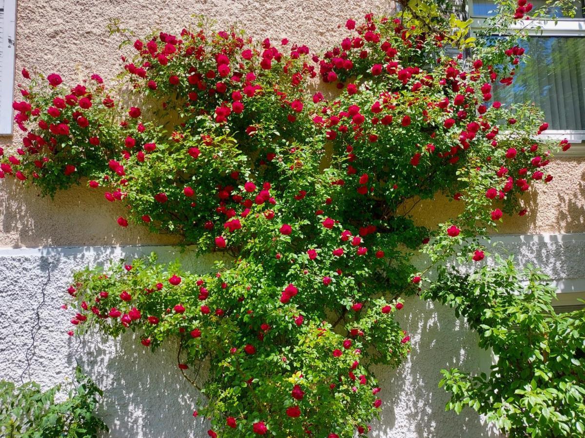 Lejlighed Rosen - *